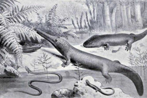 Perm období nebo perm (299 - 252 miliony let) Perm období nebo perm (299 - 252 miliony let)